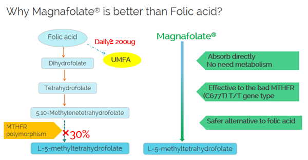 لماذا Magnafolate أفضل من حمض الفوليك؟