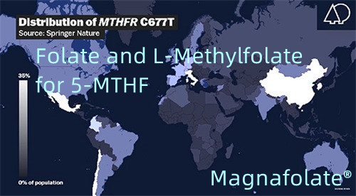 حمض الفوليك وL-ميثيلفولات لـ 5-MTHF