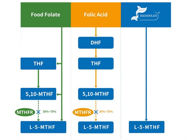 مفهوم L-5-Methyltetrahydrofolate الكالسيوم ومورد تصنيع الكالسيوم L-5-Methyltetrahydrofolate